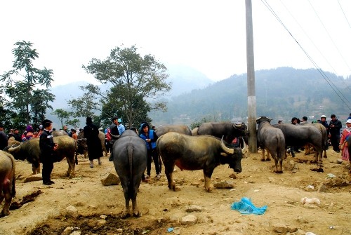 ផ្សារ Bac Ha នៅខេត្ត Lao Cai - ảnh 2